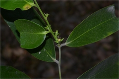 Diospyros ebenum
